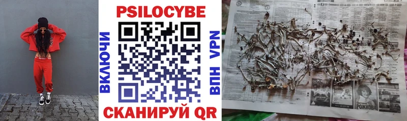 Купить где  Мурино  Псилоцибиновые грибы мицелий 